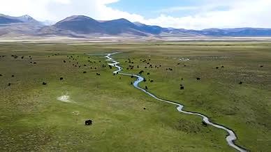 4K航拍中国大草原风光高原牦牛群视频的预览图